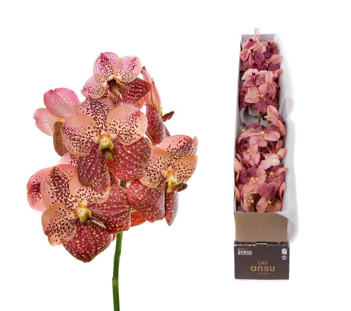 Срезанные цветы оптом Vanda sunanda leopard coral per stem от 16шт. из Голландии с доставкой по России