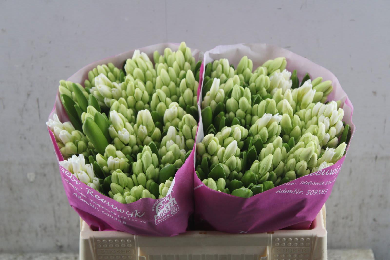 Срезанные цветы оптом Hyacinthus top white от 50шт из Голландии с доставкой по России