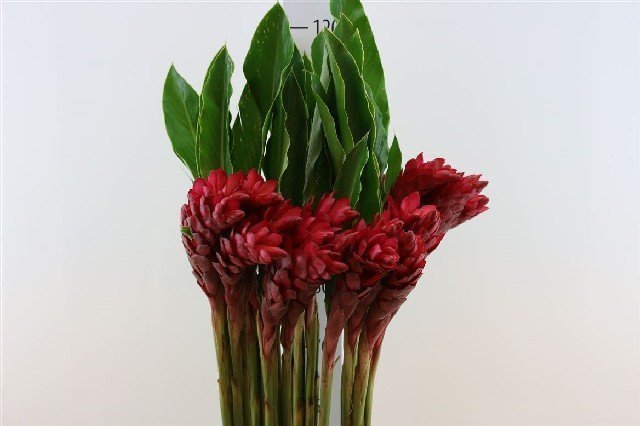 Срезанные цветы оптом Alpinia purpurata red от 30шт из Голландии с доставкой по России