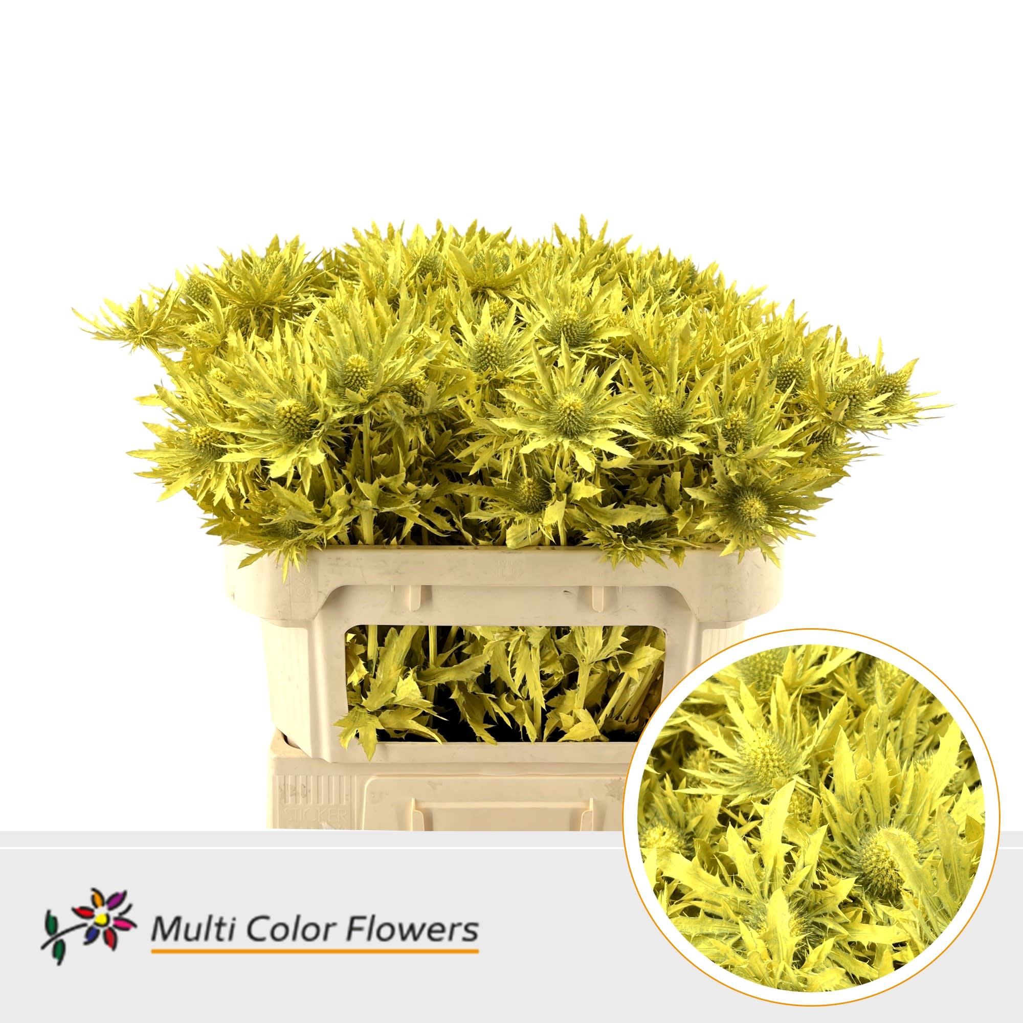 Срезанные цветы оптом Eryngium paint yellow от 30шт из Голландии с доставкой по России