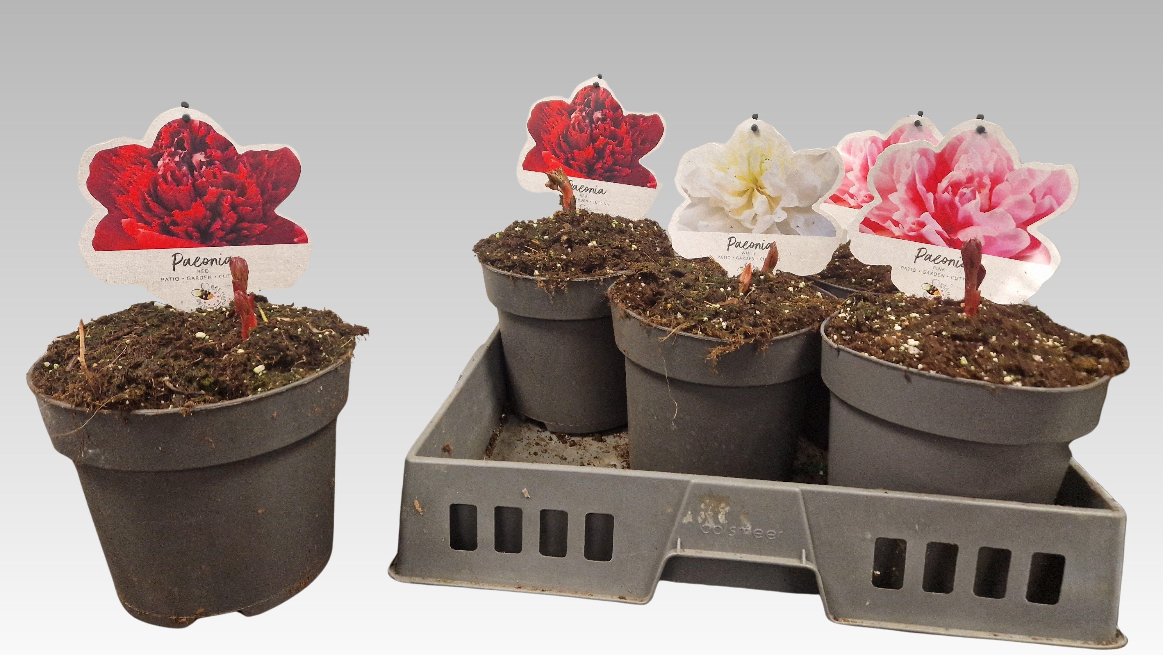 Горшечные цветы и растения оптом Paeonia L Gem от 5шт из Голландии с доставкой по России