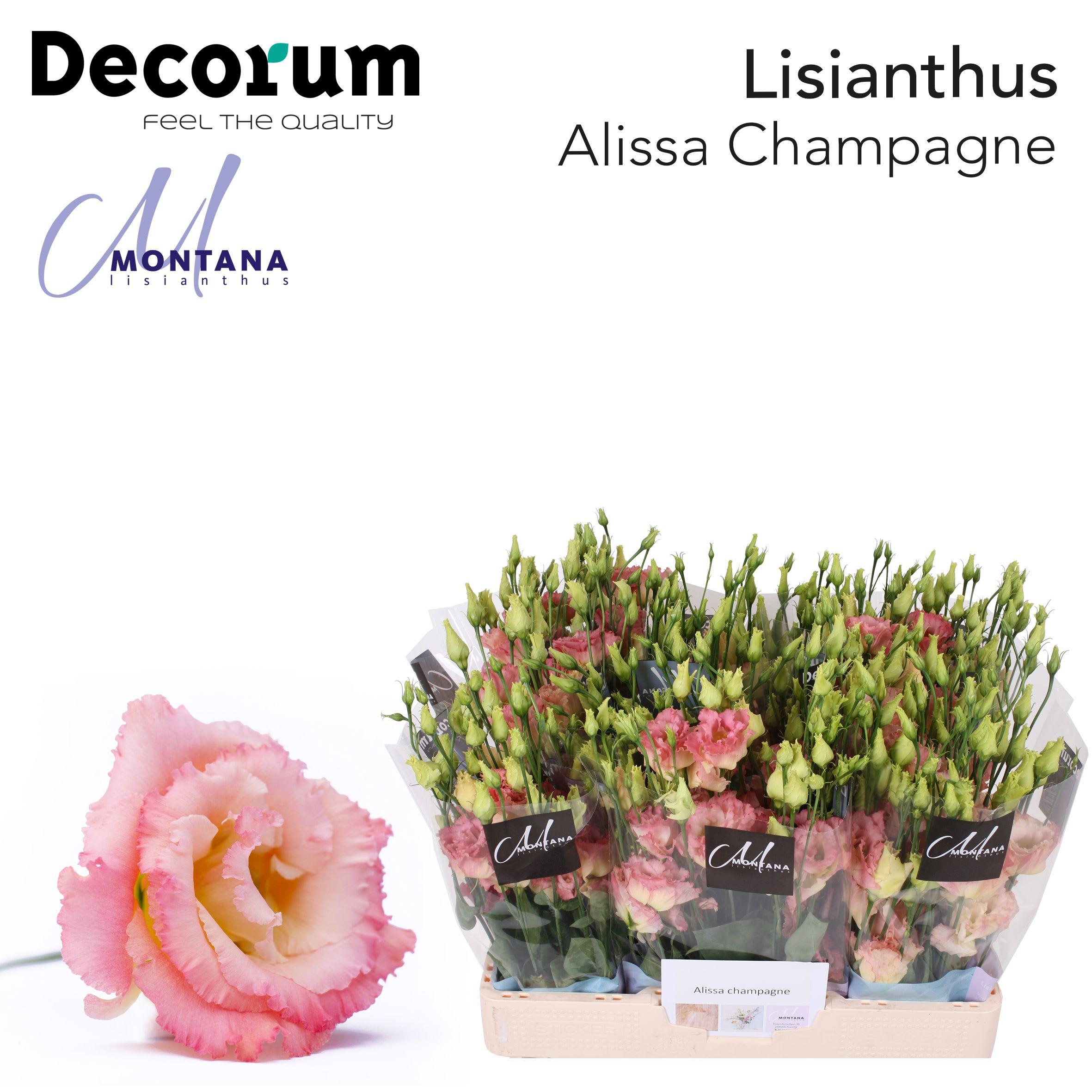 Срезанные цветы оптом Lisianthus do alissa champagne от 80шт из Голландии с доставкой по России