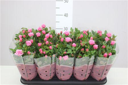 Горшечные цветы и растения оптом Rosa Star Pink от 10шт из Голландии с доставкой по России