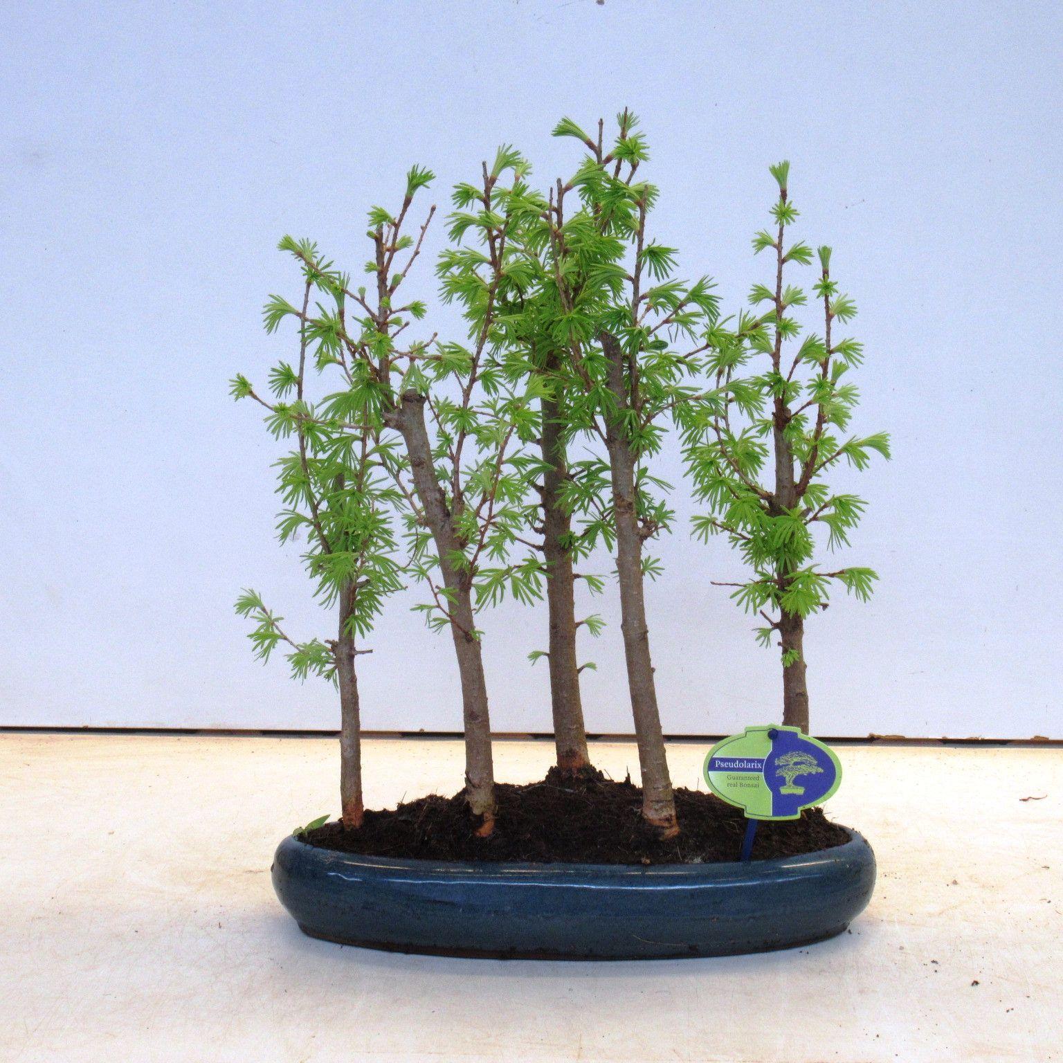 Горшечные цветы и растения оптом Bonsai Pseudolarix Forrest- Group 5 Stem от 2шт из Голландии с доставкой по России