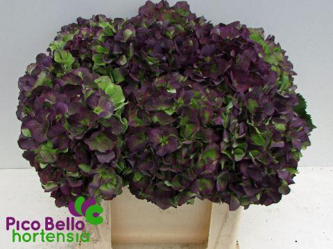 Срезанные цветы оптом Hydrangea verena blue classic от 10шт из Голландии с доставкой по России