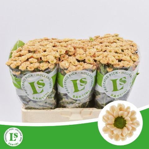 Срезанные цветы оптом Chrys sa rossi salmon от 75шт из Голландии с доставкой по России