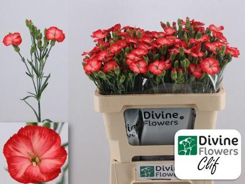 Срезанные цветы оптом Dianthus sp solomio clif от 60шт из Голландии с доставкой по России
