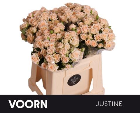 Срезанные цветы оптом Rosa spray justine от 50шт из Голландии с доставкой по России