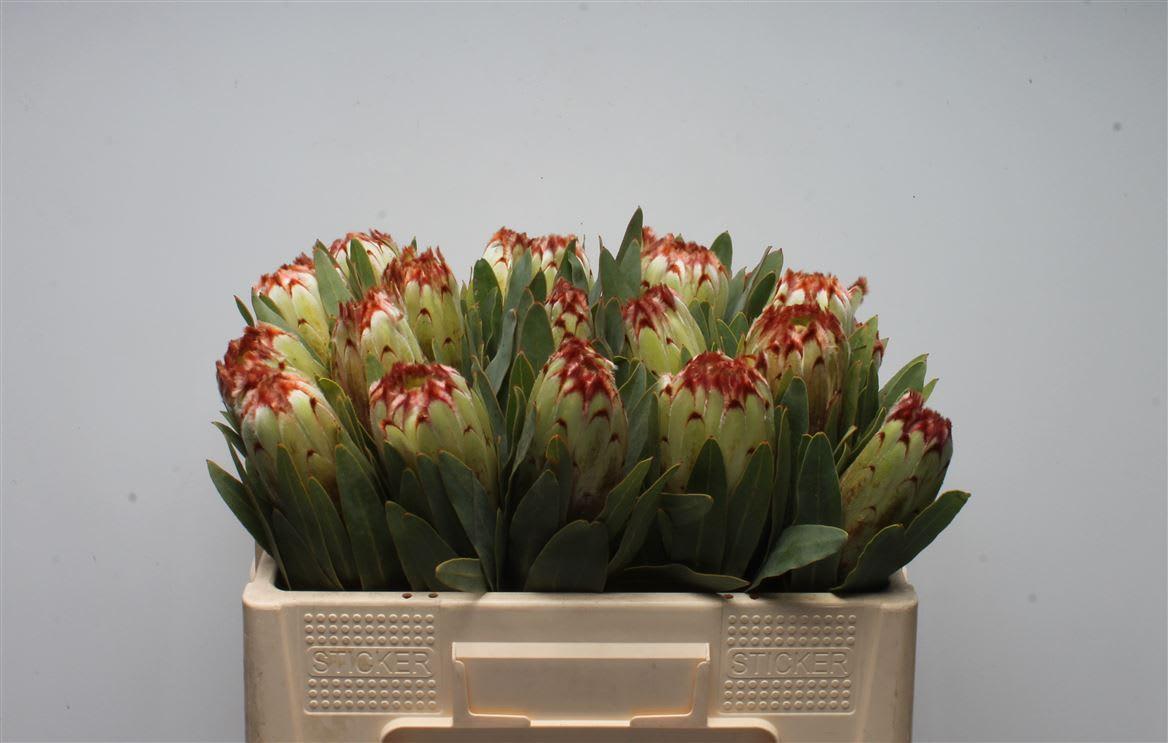 Срезанные цветы оптом Protea esme от 2шт из Голландии с доставкой по России