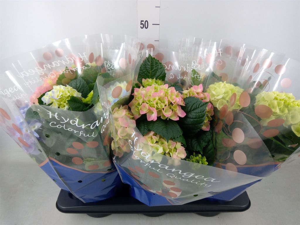 Горшечные цветы и растения оптом Hydrangea Mac.   ...mix от 6шт из Голландии с доставкой по России
