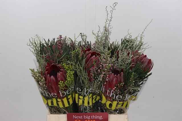 Срезанные цветы оптом Protea bq sharon от 10шт из Голландии с доставкой по России