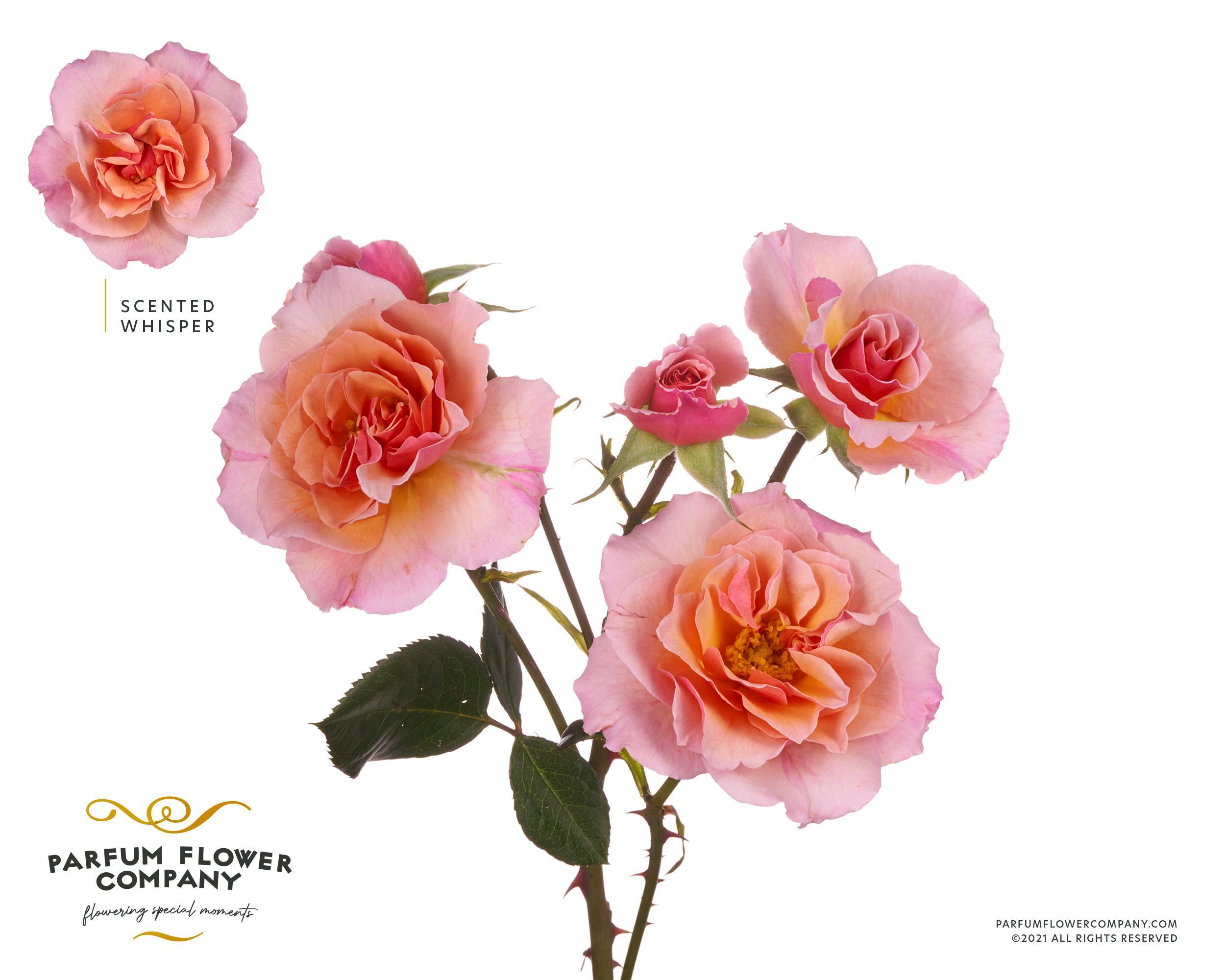 Срезанные цветы оптом Rosa garden whisper (scented) от 36шт из Голландии с доставкой по России