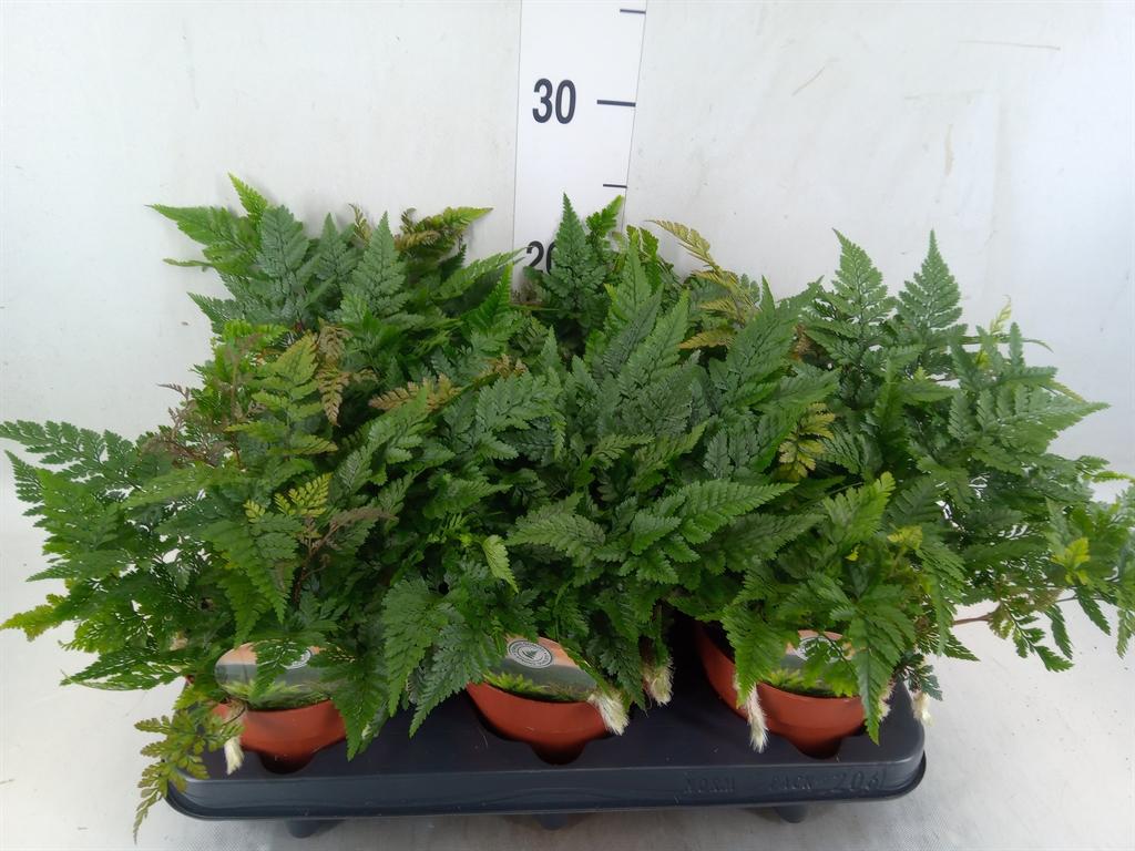 Горшечные цветы и растения оптом Humata Griffithiana Var. Tyermannii от 6шт из Голландии с доставкой по России