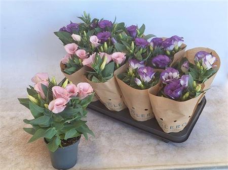 Горшечные цветы и растения оптом Lisianthus Bolero Mixtray 10.5cm Be от 10шт из Голландии с доставкой по России