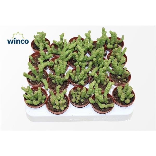 Горшечные цветы и растения оптом Crassula Marneriana Mini от 20шт (для телеги) из Голландии с доставкой по России