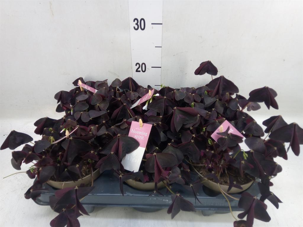 Горшечные цветы и растения оптом Oxalis Trian. от 6шт из Голландии с доставкой по России