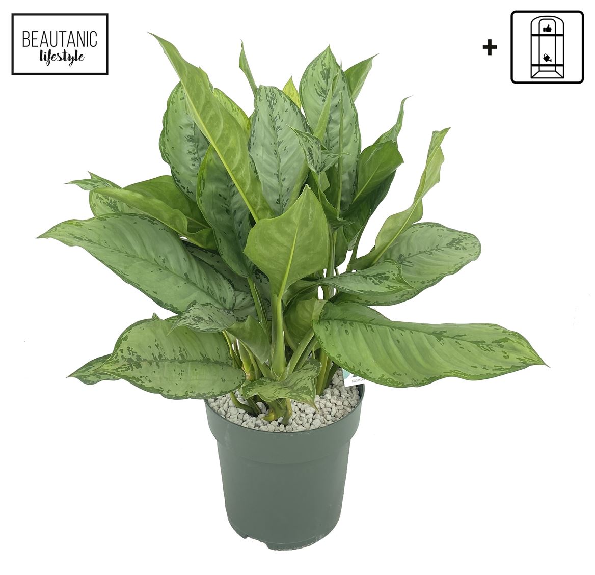 Горшечные цветы и растения оптом Aglaonema Freedman от 1шт из Голландии с доставкой по России