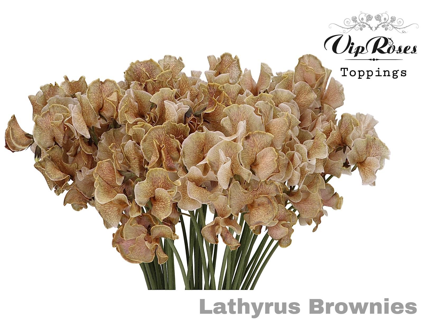 Срезанные цветы оптом Lathyrus paint brownies от 50шт из Голландии с доставкой по России