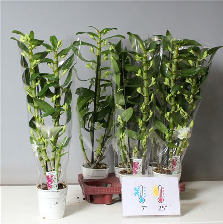 Горшечные цветы и растения оптом Dendr N Sc Apollon 2 Branches * Spring Deal * от 6шт из Голландии с доставкой по России