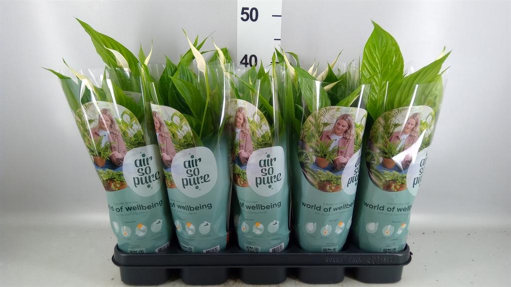 Горшечные цветы и растения оптом Spathiphyllum torelli от 10шт из Голландии с доставкой по России