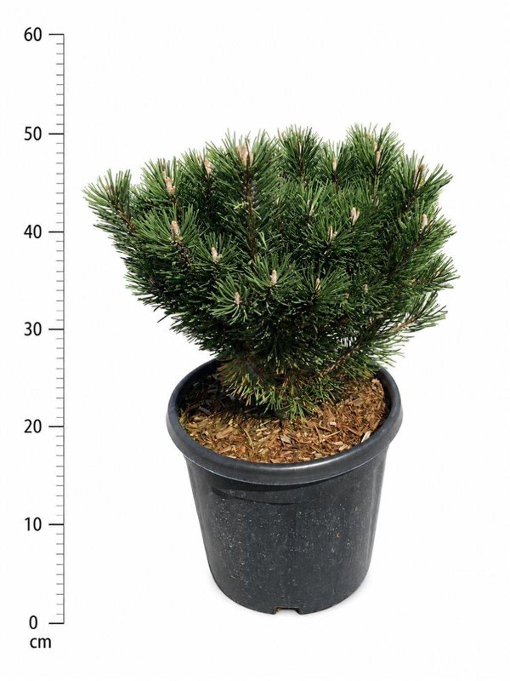Горшечные цветы и растения оптом Pinus Mugo limerick от 1шт из Голландии с доставкой по России