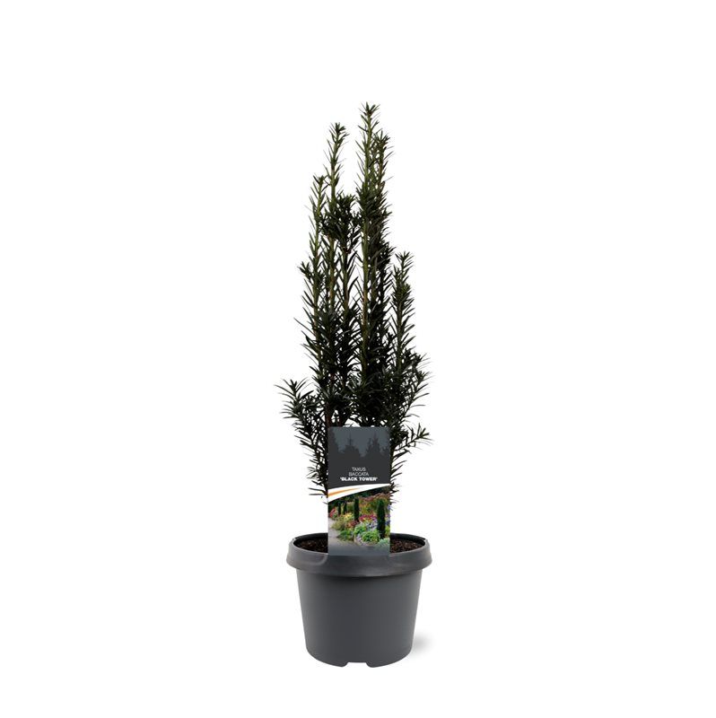 Горшечные цветы и растения оптом Taxus Bacc Black Tower от 1шт из Голландии с доставкой по России