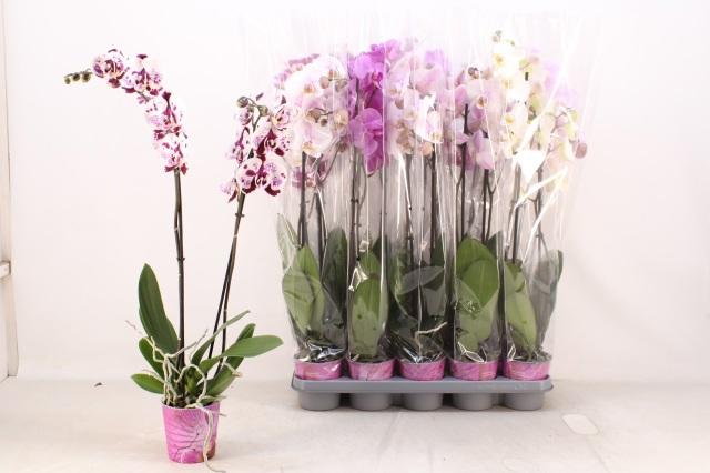 Горшечные цветы и растения оптом Phal Gem 5 Kl от 10шт из Голландии с доставкой по России