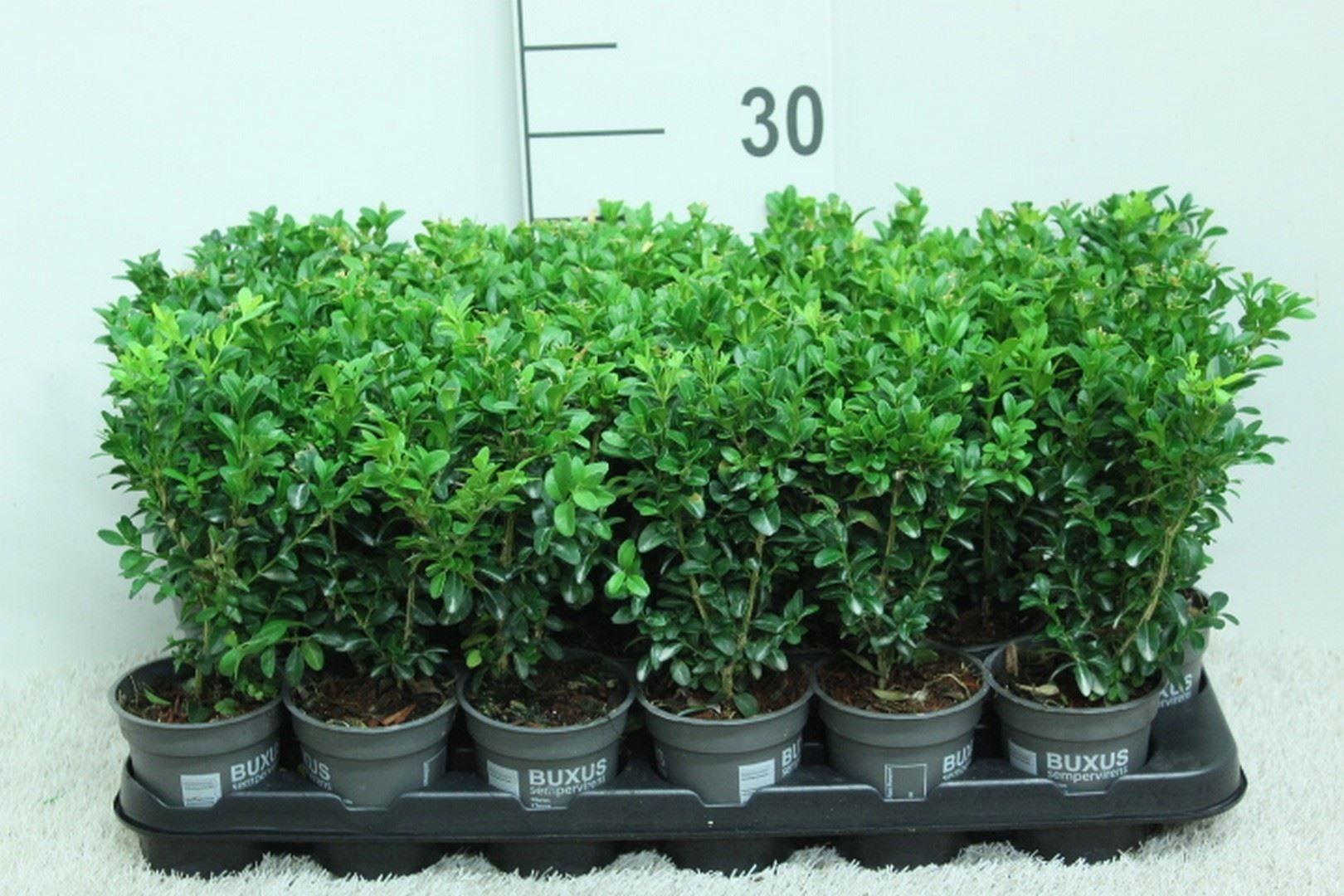 Горшечные цветы и растения оптом Buxus Semp. ... от 24шт (для телеги) из Голландии с доставкой по России Горшечные цветы и растения оптом Buxus Semp. ... от 24шт (для телеги) из Голландии с доставкой по России