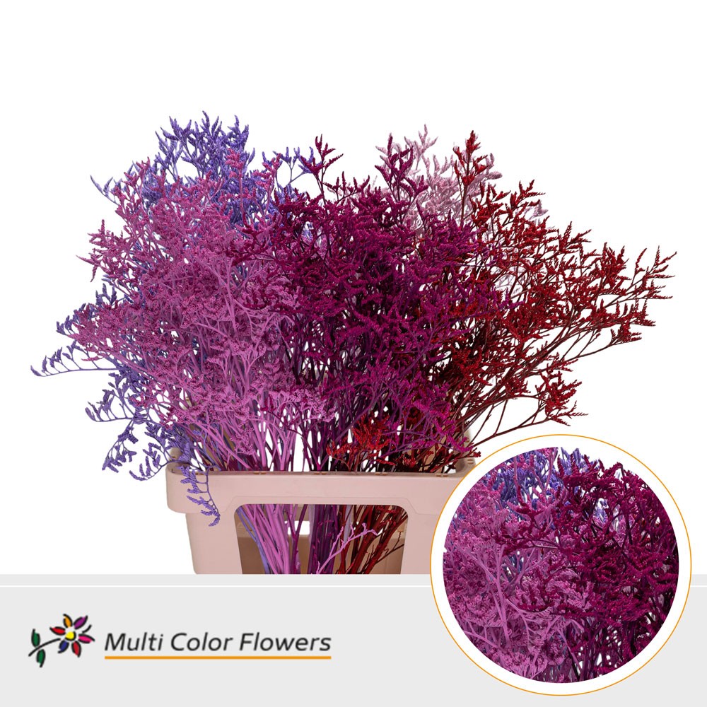 Срезанные цветы оптом Limonium paint mix love от 50шт из Голландии с доставкой по России