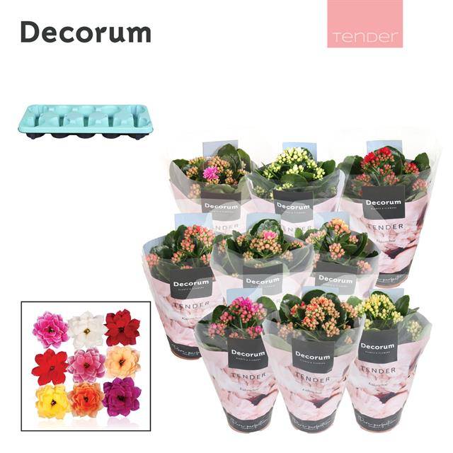 Горшечные цветы и растения оптом Kalanchoe Serenity Mix от 10шт из Голландии с доставкой по России