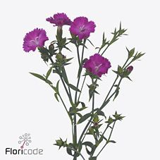 Срезанные цветы оптом Dianthus sp raffine bonaire от 60шт из Голландии с доставкой по России