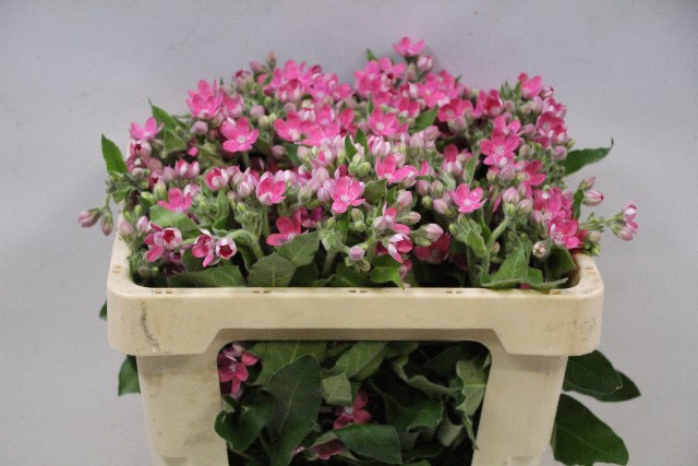 Срезанные цветы оптом Oxypetalum pink harmony от 25шт из Голландии с доставкой по России