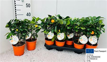 Горшечные цветы и растения оптом Citr Microcarpa 1 Fruits от 9шт (для телеги) из Голландии с доставкой по России