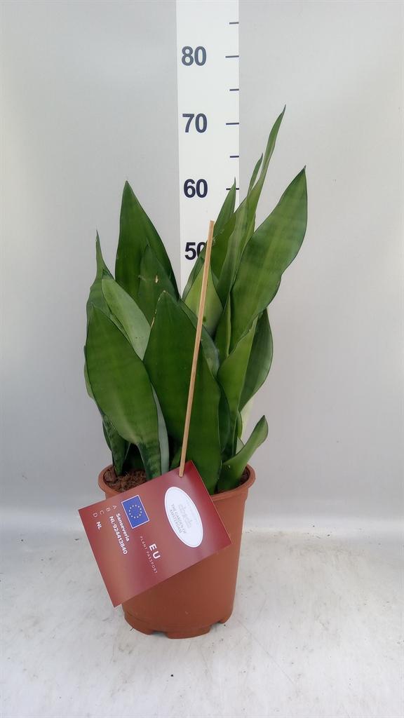 Горшечные цветы и растения оптом Sansevieria Trifa. moonshine от 1шт из Голландии с доставкой по России