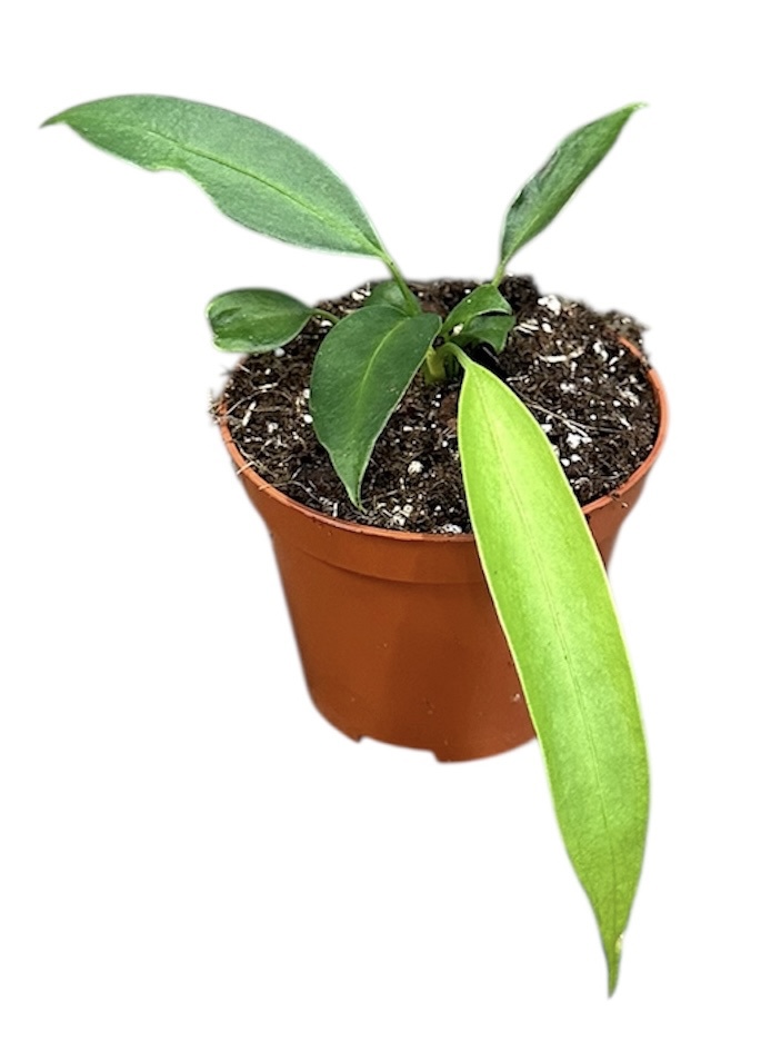 Горшечные цветы и растения оптом Anthurium Wendlingeri от 1шт (для телеги) из Голландии с доставкой по России