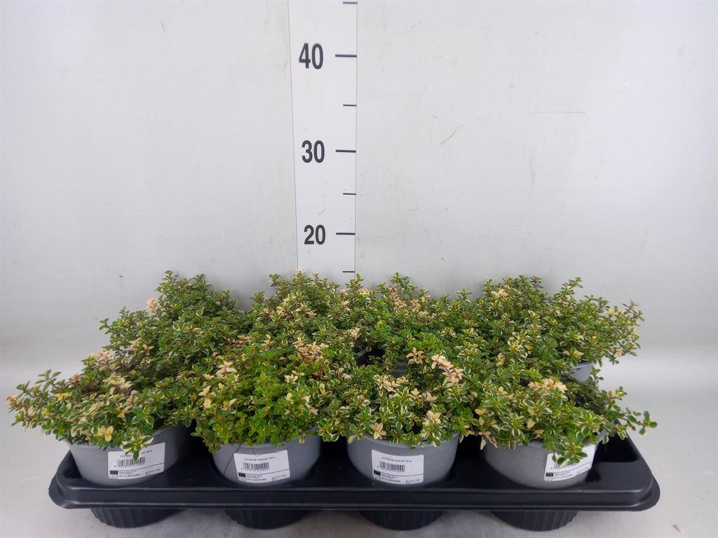 Горшечные цветы и растения оптом Thymus Vulgaris от 8шт из Голландии с доставкой по России