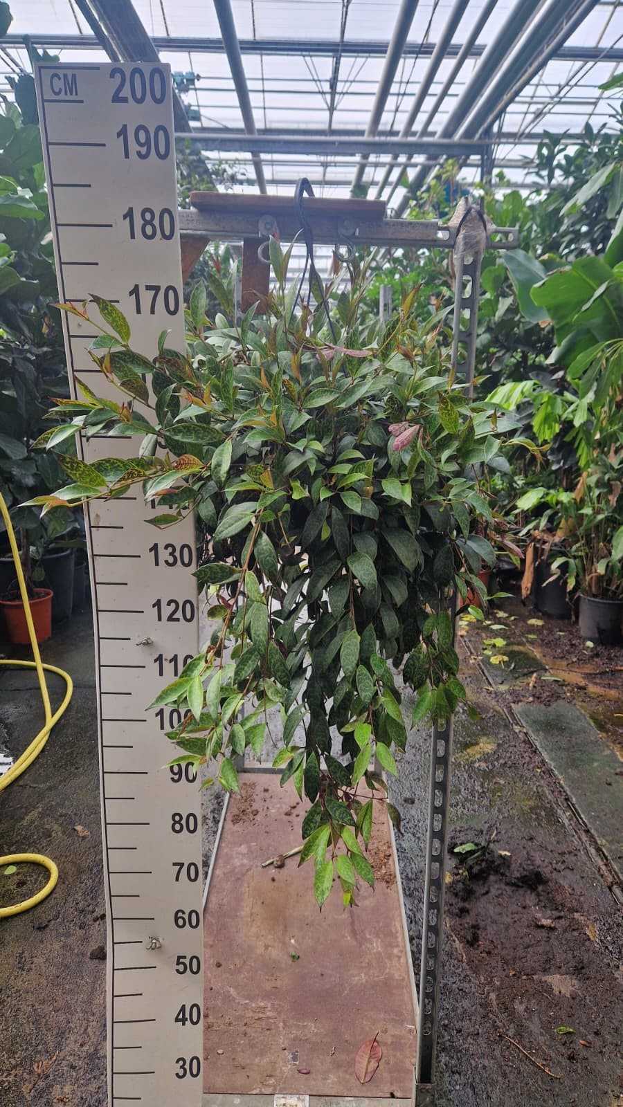 Горшечные цветы и растения оптом Aeschynanthus Marmoratus Hang от 1шт из Голландии с доставкой по России