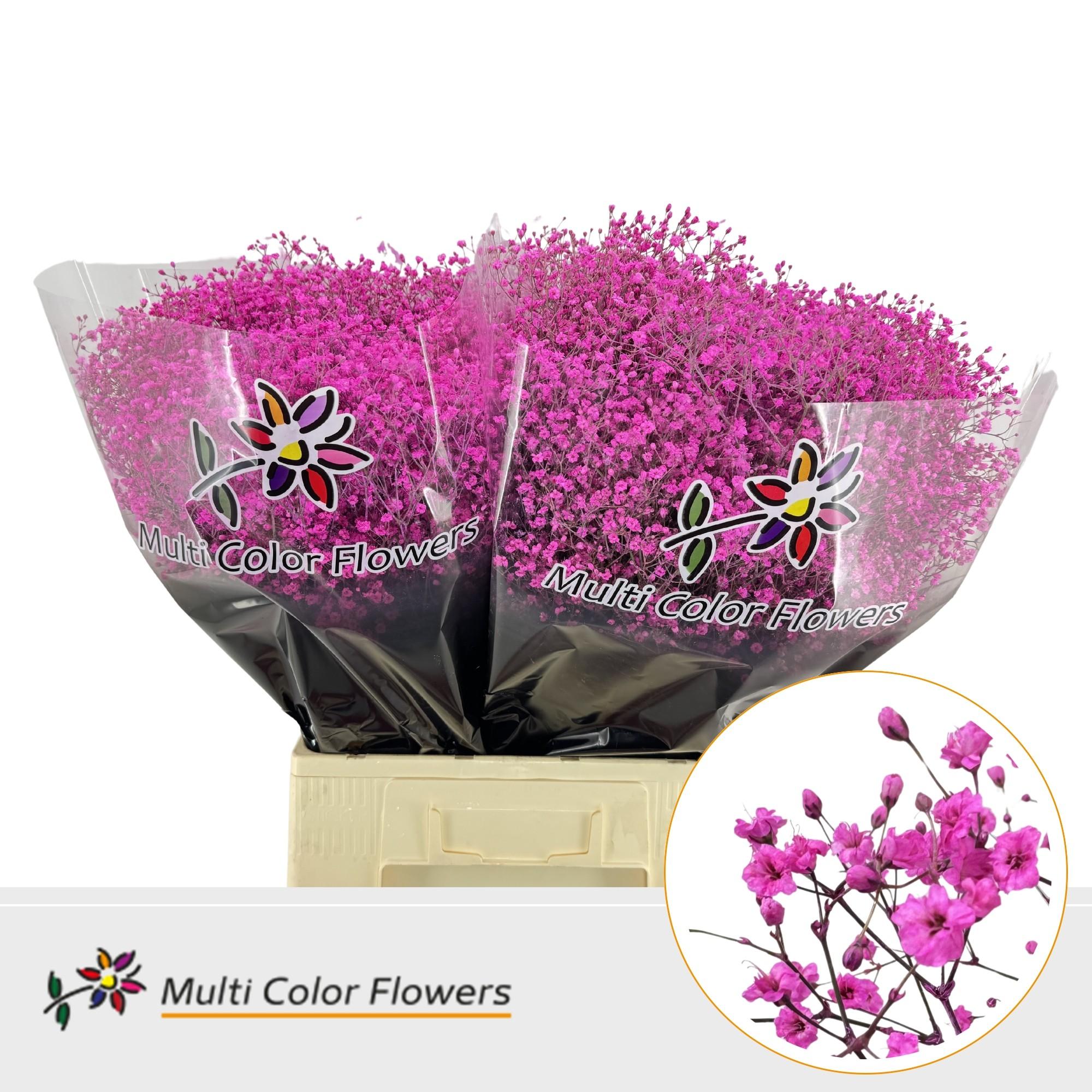 Срезанные цветы оптом Gyps fine paint hot pink от 100шт. из Голландии с доставкой по России