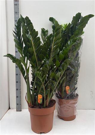 Горшечные цветы и растения оптом Zamio Zamiifolia 12+ P30. от 1шт из Голландии с доставкой по России