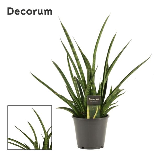 Горшечные цветы и растения оптом Sansevieria Tiger Crown (decorum) от 7шт из Голландии с доставкой по России