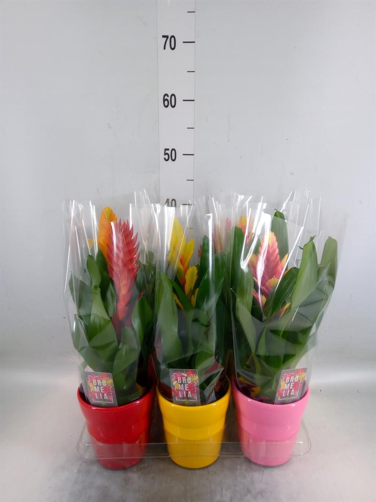 Горшечные цветы и растения оптом Vriesea   ...mix 6 от 6шт из Голландии с доставкой по России