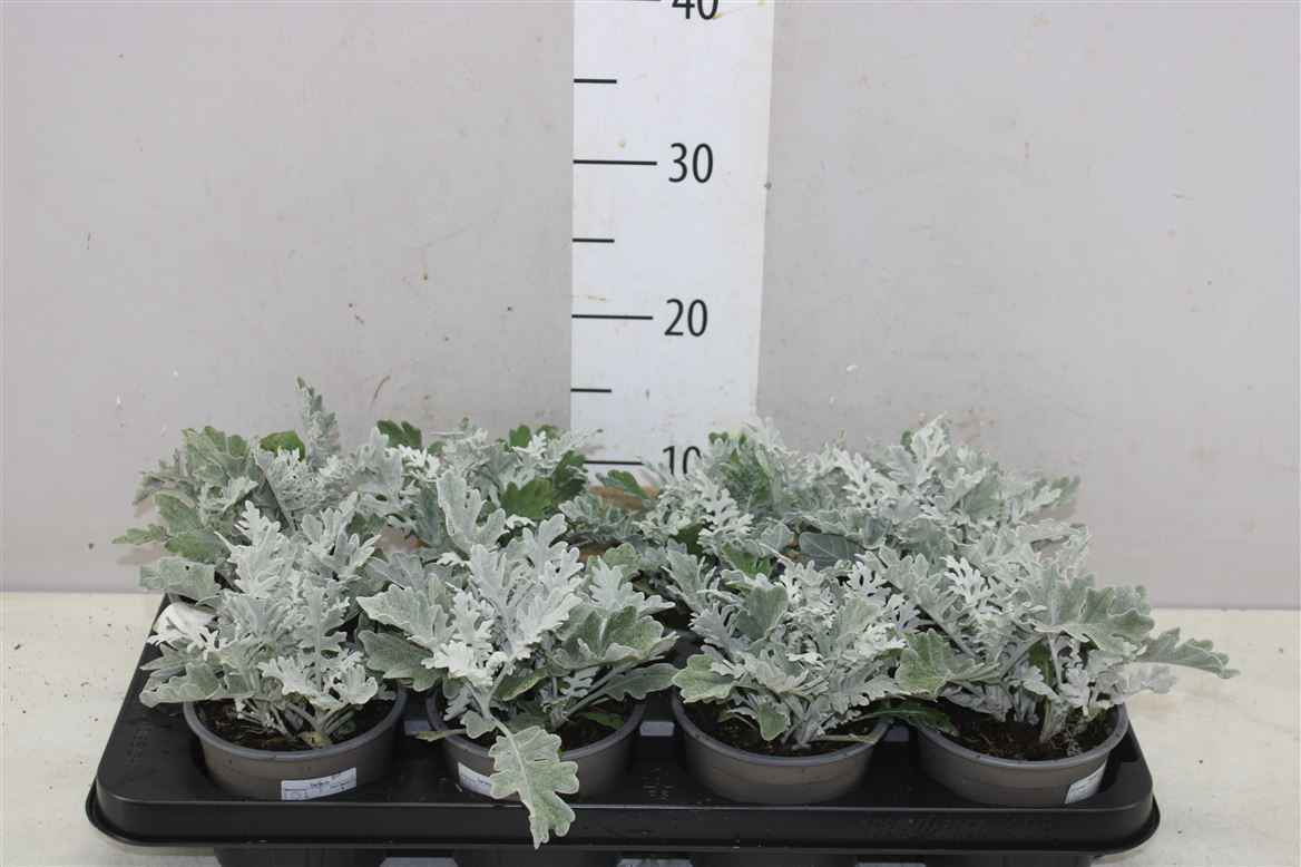 Горшечные цветы и растения оптом Senecio Cineraria от 8шт из Голландии с доставкой по России