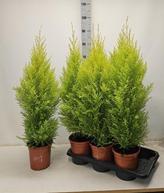 Горшечные цветы и растения оптом Cupr Ma Goldc Wilma от 6шт из Голландии с доставкой по России