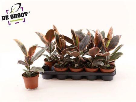 Горшечные цветы и растения оптом Ficus El Belize от 10шт из Голландии с доставкой по России