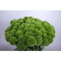 Срезанные цветы оптом Dianthus br green trick от 30шт из Голландии с доставкой по России