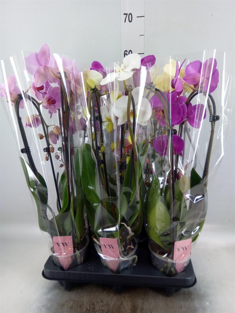 Горшечные цветы и растения оптом Phal 2st Cascade Mix ( Vw Orchids ) от 6шт из Голландии с доставкой по России