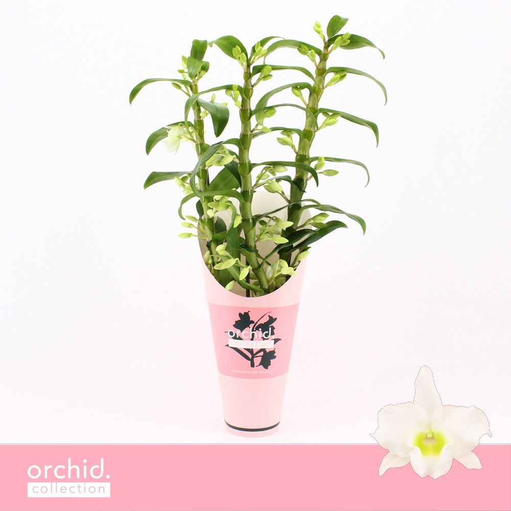Горшечные цветы и растения оптом Dendr Nob 3st Apollon Orchid Collect от 6шт из Голландии с доставкой по России