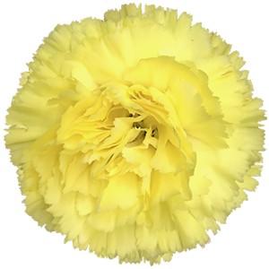 Срезанные цветы оптом Dianthus st diletta от 80шт из Голландии с доставкой по России