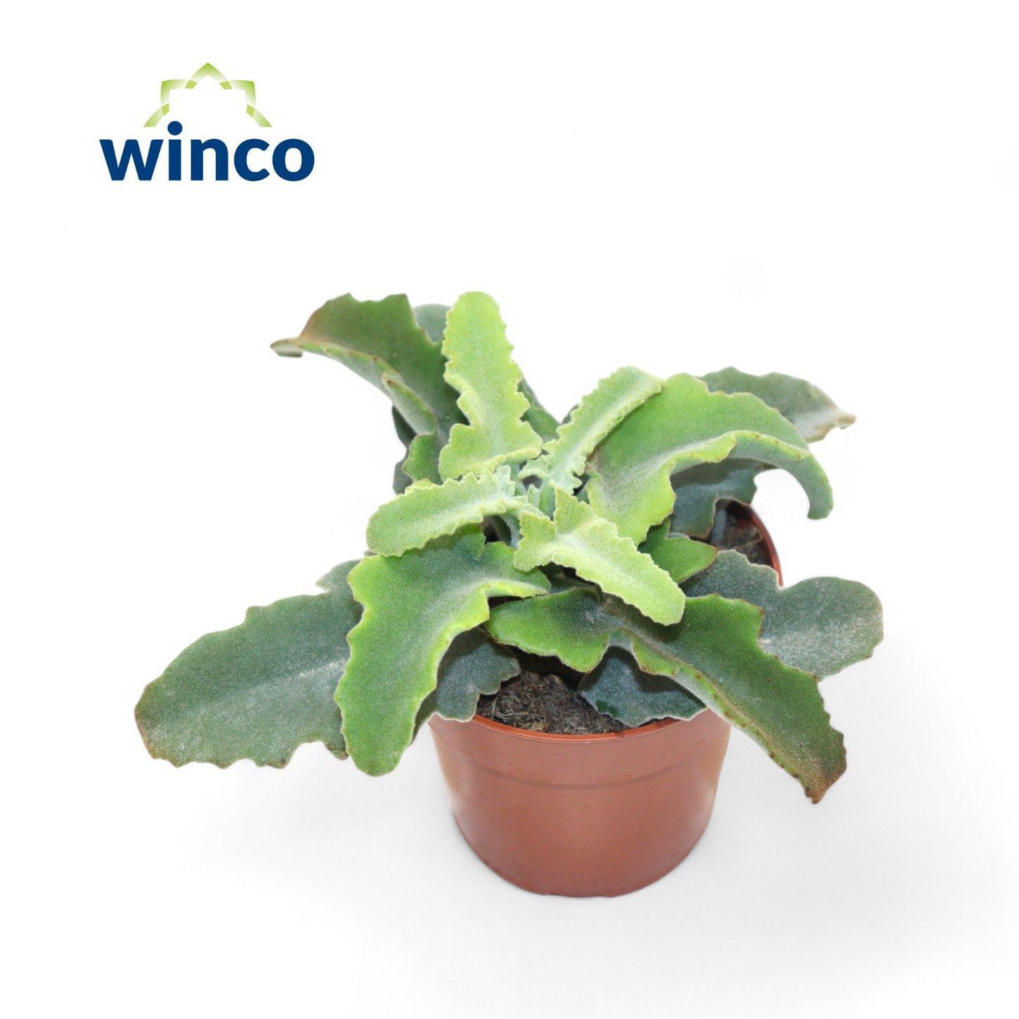 Горшечные цветы и растения оптом Kalanchoe Maltese Cross от 18шт (для телеги) из Голландии с доставкой по России