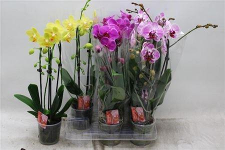Горшечные цветы и растения оптом Parthenocissus sugar Vine AA от 2шт из Голландии с доставкой по России
